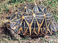 ЗВЕЗДЧАТАЯ ЧЕРЕПАХА