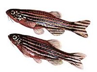 ЗЕБРОВЫЙ ДАНИО (рисунок)