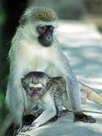 ЗЕЛЕНАЯ МАРТЫШКА (с детенышем)