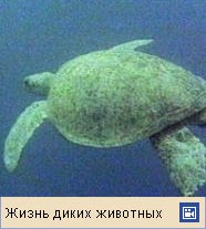 ЗЕЛЕНАЯ ЧЕРЕПАХА