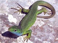 ЗЕЛЕНАЯ ЯЩЕРИЦА (самец)