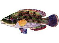 ЗЕЛЕНУШКА (рисунок)