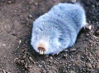 ЗЕМЛЕКОПОВЫЕ