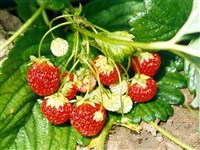 ЗЕМЛЯНика САДОВАЯ