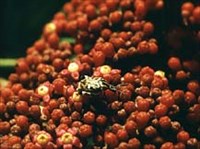 ЗЕРНОВКИ (Жук зерновка)