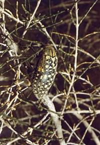 ЗЛАТКИ (Julodis variabilis)