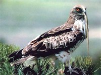 ЗМЕЕЯД (змееяд)