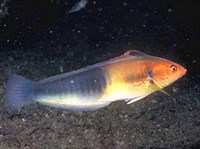 ЗОЛОТАЯ МАКРЕЛЬ