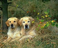 ЗОЛОТИСТЫЕ РЕТРИВЕРЫ