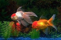 ЗОЛОТЫЕ РЫБКИ