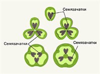 Завязь различных растений (схема)