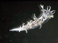 Заднежаберные (Заднежаберный моллюск)