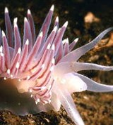 Заднежаберные моллюски