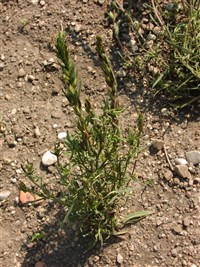 Залужанския капская – Zaluzianskya capensis Walp.