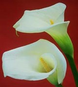 Зантедесхия