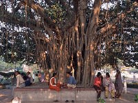 Западная Бенгалия (под раскидистой магнолией)