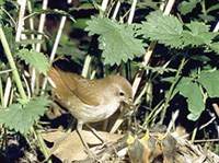 Западный соловей