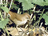 Западный соловей (у гнезда)