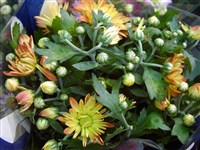 Зарево [Род дендрантема – Dendranthema (DC.) Desmoul]