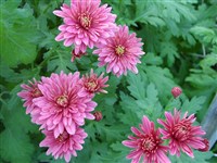 Заричанка [Род дендрантема – Dendranthema (DC.) Desmoul]