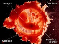 Зародыш человека
