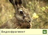 Заяц-беляк (видео)