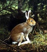 Заяц-беляк (летом)