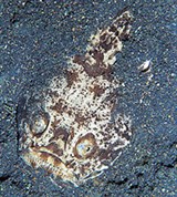 Звездочеты (Белокаемчатый звездочет)