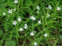 Звездчатка ланцетовидная – Stellaria holostea L.