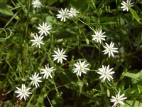 Звездчатка средняя, пьяная трава – Stellaria media L.