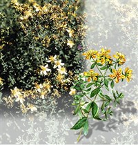 Зверобой (продырявленный)