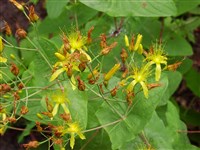 Зверобой володушковидный – Hypericum bupleuroides Griseb.