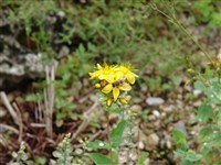 Зверобой горный – Hypericum montanum L.