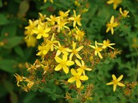Зверобой изящный – Hypericum elegans Willd.