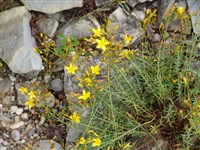 Зверобой корисовый – Hypericum coris L.