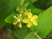 Зверобой красильный, лекарственный – Hypericum androsaemum L. (1)