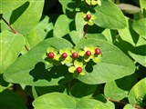 Зверобой красильный, лекарственный – Hypericum androsaemum L. (2)