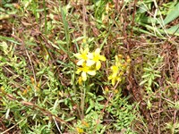 Зверобой линейный – Hypericum linarioides Bosse.