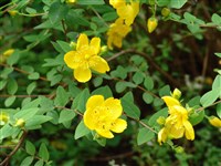 Зверобой наковальнечашечковый – Hypericum acmosepalum N.Robson (1)