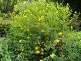 Зверобой наковальнечашечковый – Hypericum acmosepalum N.Robson (2)