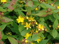 Зверобой непахучий – Hypericum xylosteifolium (Spach.) N.Robson.