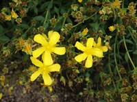 Зверобой олимпийский – Hypericum olympicum L.