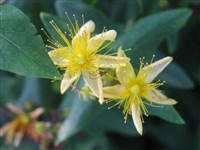 Зверобой плодовитый – Hypericum prolificum L.