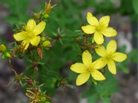 Зверобой продырявленный – Hypericum perforatum L.