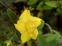 Зверобой раскидистый – Hypericum patulum Thunb.