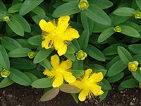 Зверобой чашечковидный – Hypericum calycinum L.