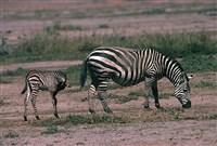 Зебры (зебра Гранта)