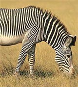 Зебры (зебра Греви)