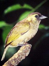 Зеленая Бородатка (Buccanodon olivaceum)