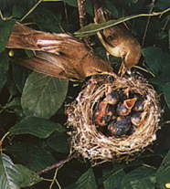 Зеленая пересмешка